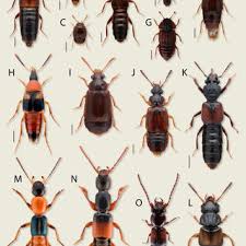 Attēlu rezultāti vaicājumam “Staphylinidae”