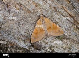 Attēlu rezultāti vaicājumam “Pennithera firmata”
