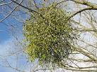 Mistletoe, coming soon to a market near you - via Daymix