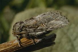 Attēlu rezultāti vaicājumam “Peridea anceps”