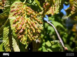 Attēlu rezultāti vaicājumam “Tetraneura ulmi”