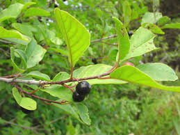 Attēlu rezultāti vaicājumam “Frangula alnus leaf”