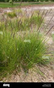 Attēlu rezultāti vaicājumam “Nardus stricta”