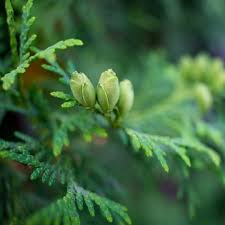 Attēlu rezultāti vaicājumam “Thuja occidentalis leaf”