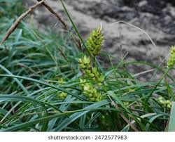 Attēlu rezultāti vaicājumam “Carex appropinquata fruit”