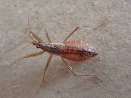 Attēlu rezultāti vaicājumam “Thecabius affinis nymph”