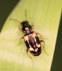 Attēlu rezultāti vaicājumam “Bembidion quadrimaculatum”