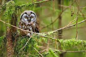 Image result for Aegolius funereus