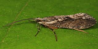 Attēlu rezultāti vaicājumam “Phryganeidae”