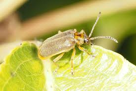 Attēlu rezultāti vaicājumam “Lochmaea caprea”