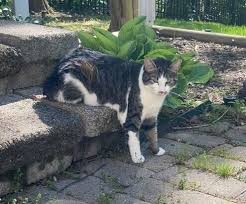 Image result for cat found