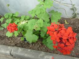 Attēlu rezultāti vaicājumam “Geraniaceae”