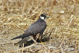 Attēlu rezultāti vaicājumam “Falco subbuteo adult”