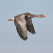 Attēlu rezultāti vaicājumam “Anser anser”