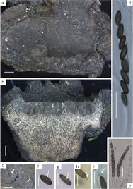 Attēlu rezultāti vaicājumam “Biscogniauxia repanda”