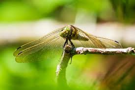 Attēlu rezultāti vaicājumam “Orthetrum cancellatum”