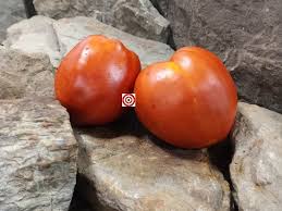 Afbeeldingsresultaat voor erdie family oxheart tomato