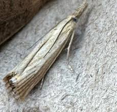 Attēlu rezultāti vaicājumam “Chrysoteuchia culmella”