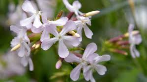Attēlu rezultāti vaicājumam “Saponaria officinalis flower”