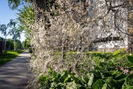 Attēlu rezultāti vaicājumam “Yponomeuta evonymella imago”