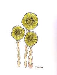 Attēlu rezultāti vaicājumam “Tussilago farfara flower”