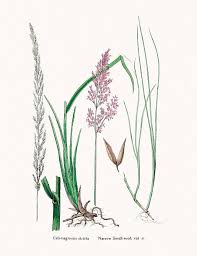 Attēlu rezultāti vaicājumam “Calamagrostis purpurea fruit”