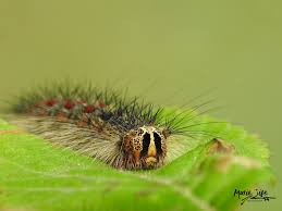Attēlu rezultāti vaicājumam “Lymantria dispar larva”