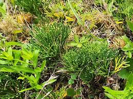 Attēlu rezultāti vaicājumam “Diphasiastrum tristachyum”