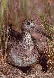 Image result for Tringa melanoleuca