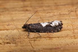 Attēlu rezultāti vaicājumam “Epinotia trigonella”