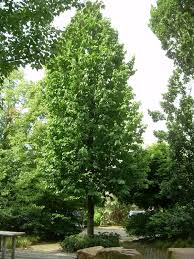 Attēlu rezultāti vaicājumam “Corylus colurna”