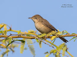 Attēlu rezultāti vaicājumam “Acrocephalus dumetorum”