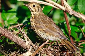 Attēlu rezultāti vaicājumam “Turdus philomelos juvenile”