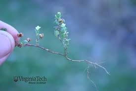 Attēlu rezultāti vaicājumam “Trifolium dubium fruit”