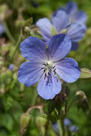Image result for Geranium pratense