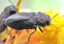 Attēlu rezultāti vaicājumam “Anthaxia quadripunctata”