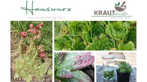 Image result for echtes Hauswurz