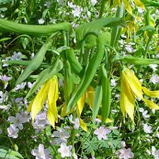 Attēlu rezultāti vaicājumam “Uvularia grandiflora flower”
