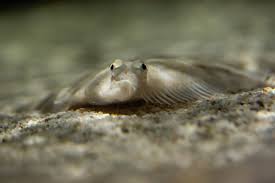 Image result for Limanda limanda