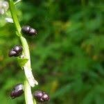 Attēlu rezultāti vaicājumam “Cardamine bulbifera”