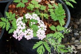 Attēlu rezultāti vaicājumam “Chaerophyllum aromaticum flower”