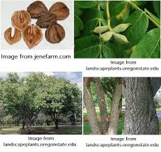 Attēlu rezultāti vaicājumam “Juglans ailanthifolia”