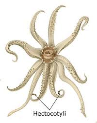 Attēlu rezultāti vaicājumam “Polypogon tentacularius male”