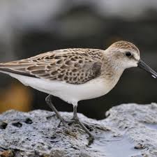 Attēlu rezultāti vaicājumam “Heyderia pusilla”