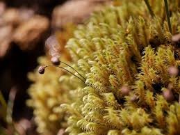 Attēlu rezultāti vaicājumam “Palustriella”