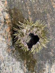 Image result for Strongylocentrotus droebachiensis