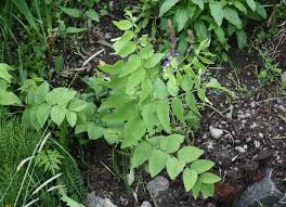 Attēlu rezultāti vaicājumam “Galega orientalis leaf”