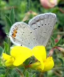 Attēlu rezultāti vaicājumam “Everes argiades male”