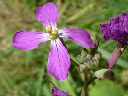 Attēlu rezultāti vaicājumam “Raphanus sativus flower”