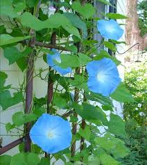 Image result for Ipomoea Heavenly Blue